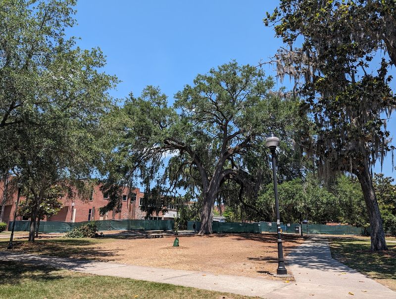 Southern Live Oak Southern Live Oak