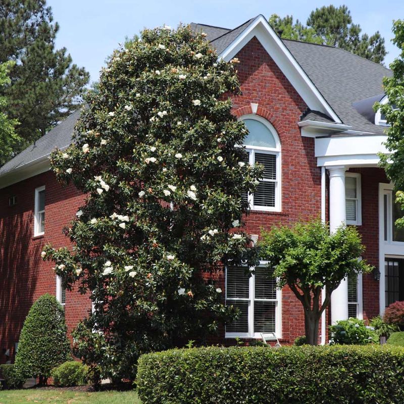 Southern Magnolias (Prune After Flowering)