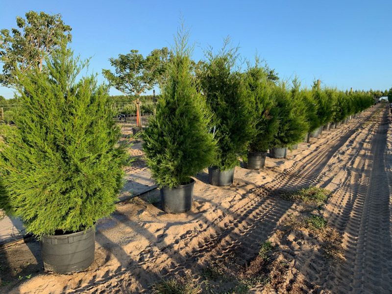 Southern Red Cedar Southern Red Cedar