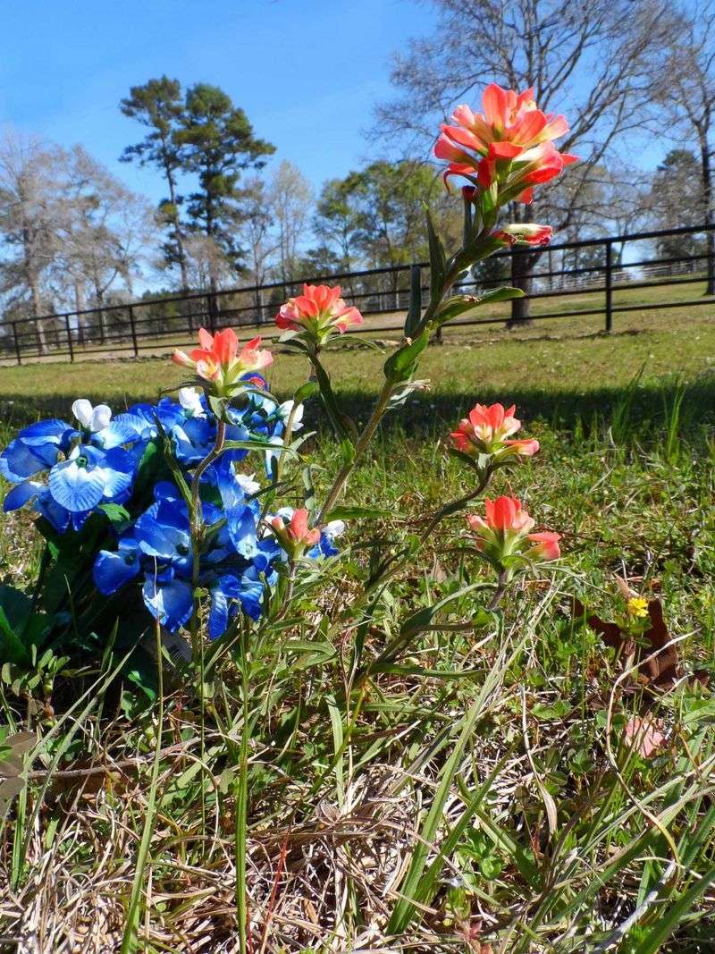 Sow paintbrush seed at the surface