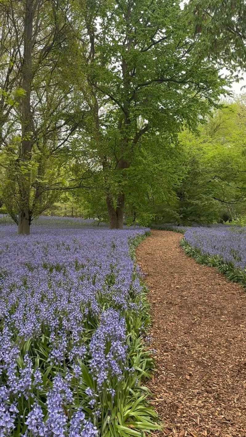 Spanish Bluebell