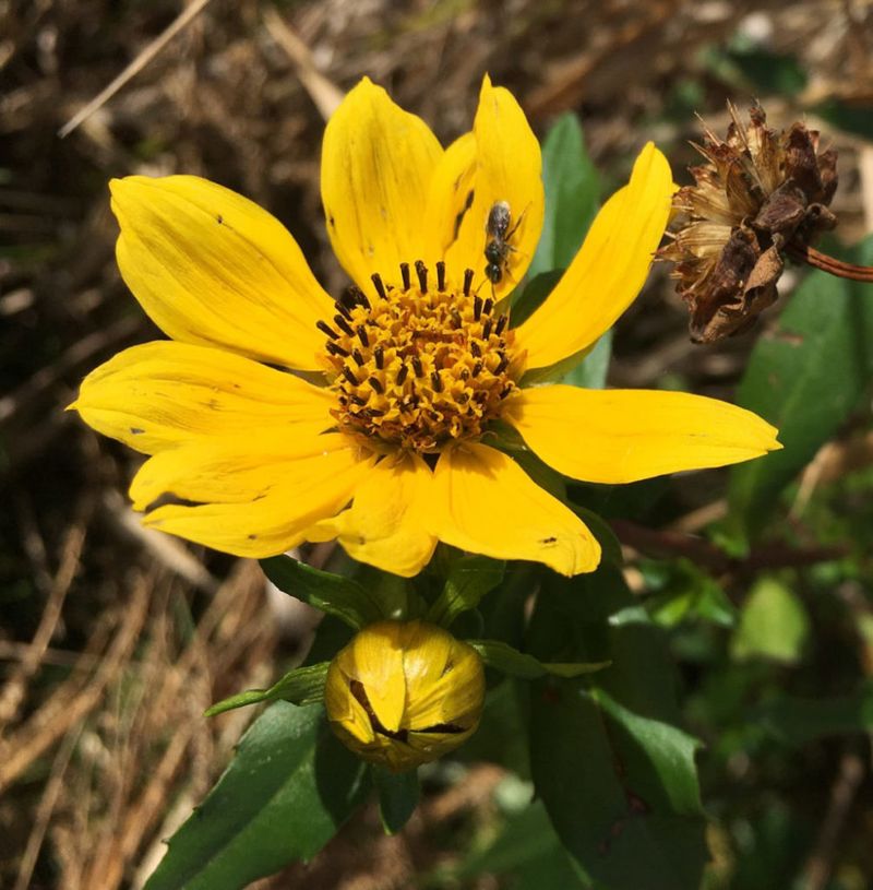 Spanish needles