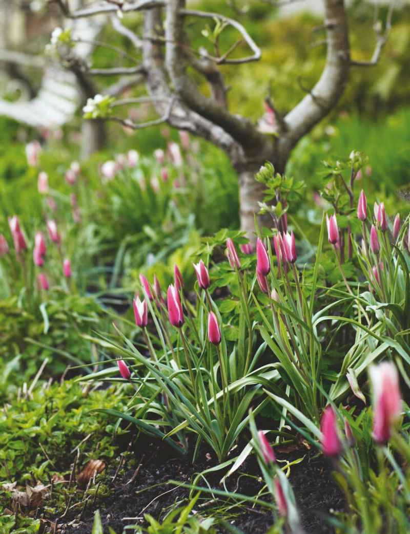 Species Tulips