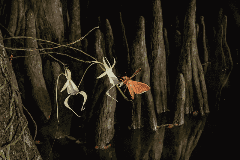 Sphinx moths can carry pollen while feeding