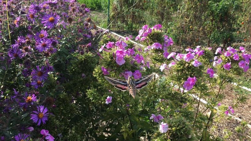 Sphinx moths do not all arrive at dusk