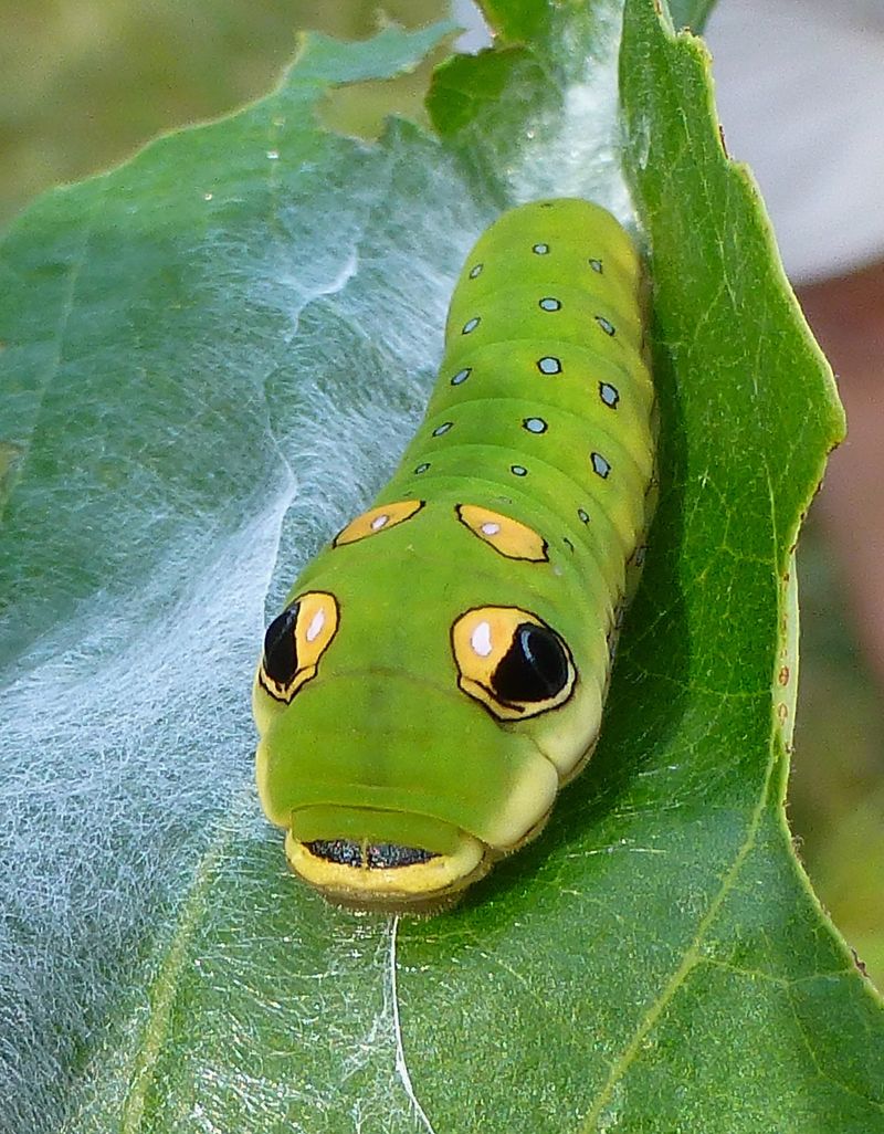 Spicebush swallowtail larvae are noticeable, not monarch-sized