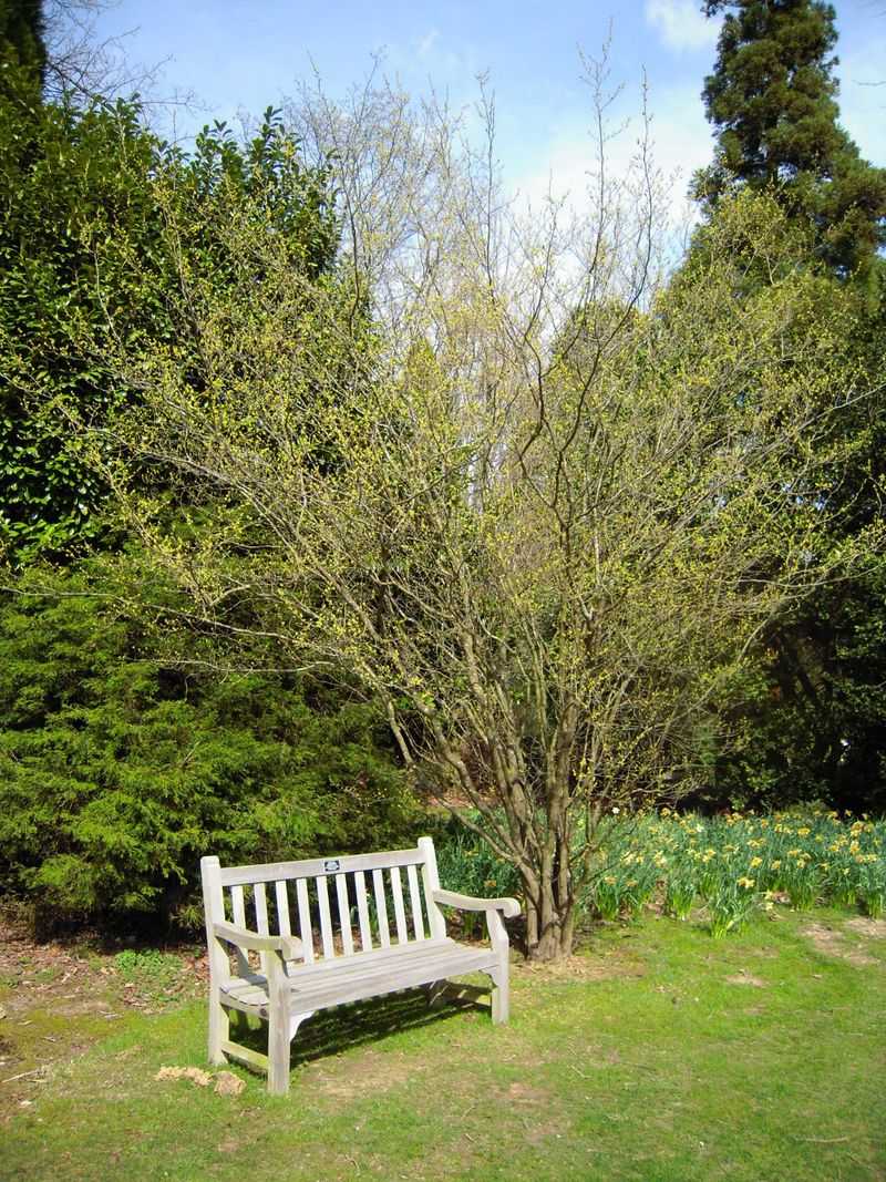 Spicebush Spicebush