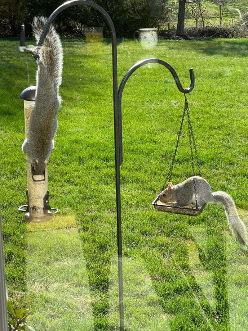 Spilled Birdseed Under Feeders Spilled Birdseed Under Feeders