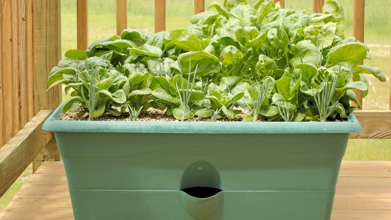 Spinach Spinach