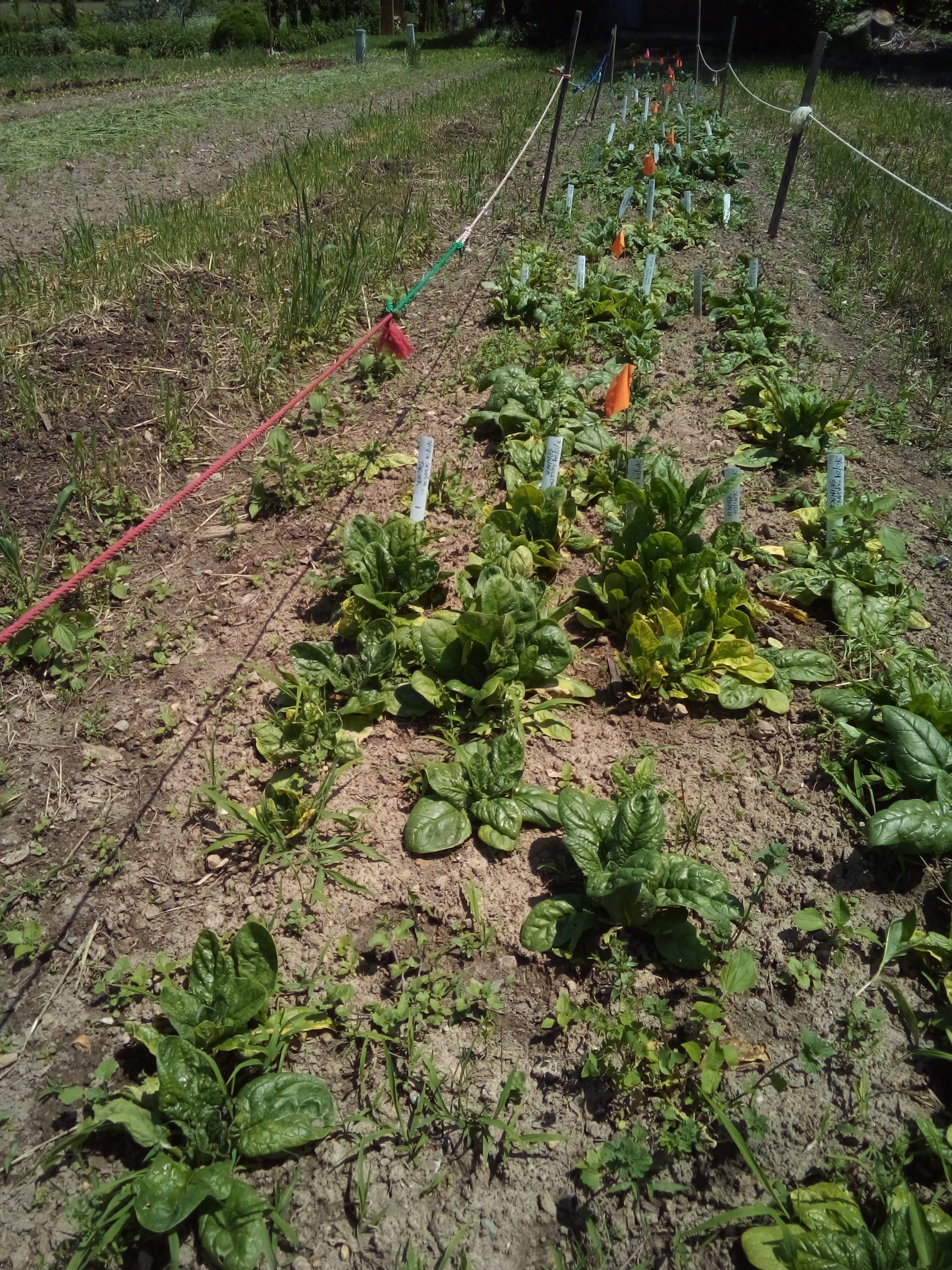 Spinach