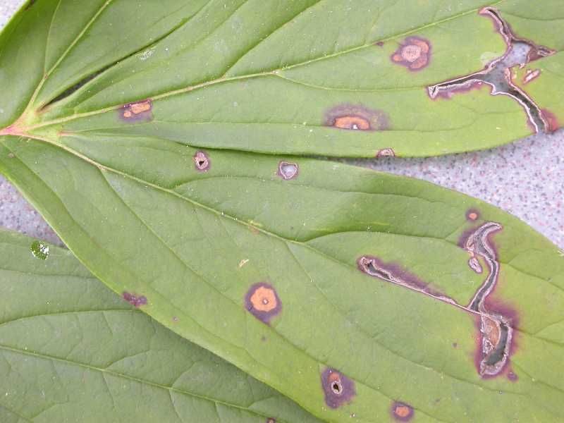 Spots can have more than one cause Spots can have more than one cause