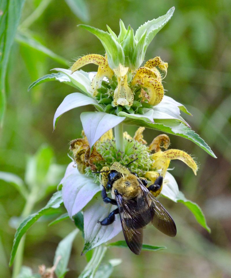 Spotted Beebalm Spotted Beebalm