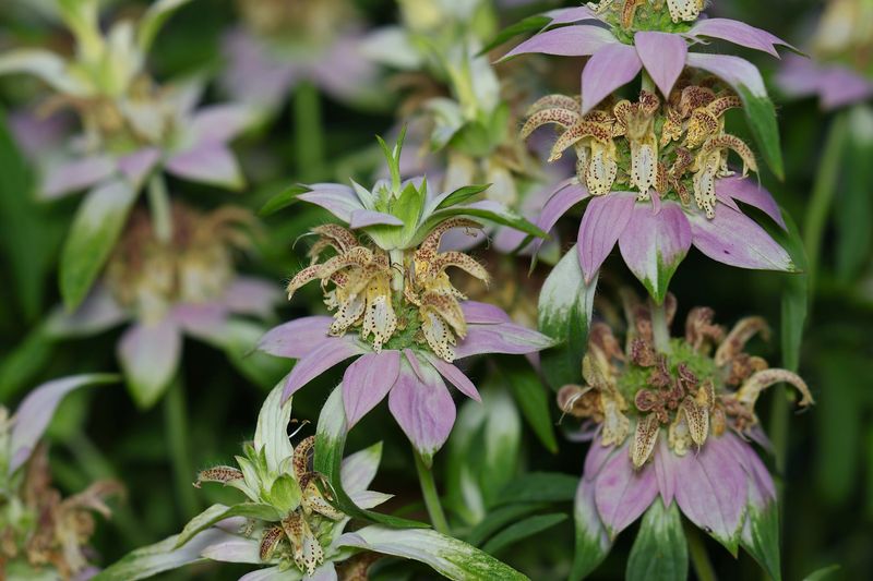 Spotted Beebalm Spotted Beebalm