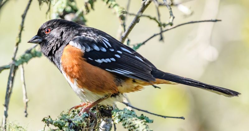Spotted Towhee