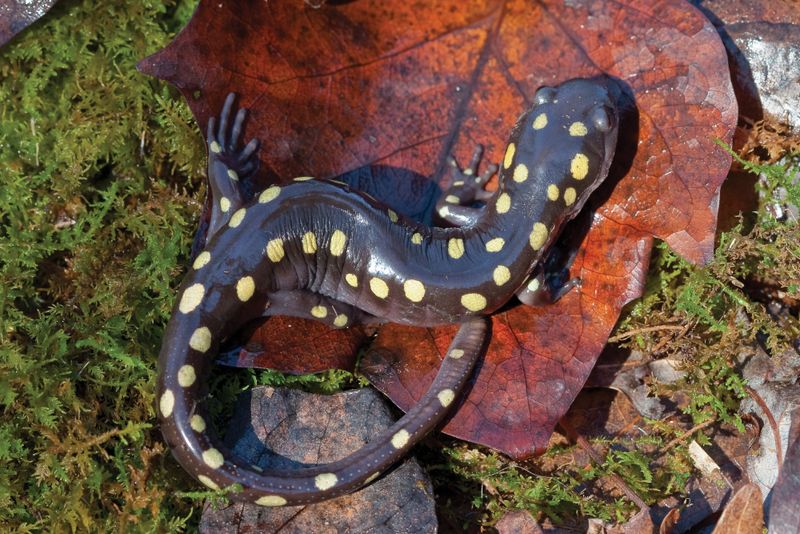 Spotted salamanders occupy specific North Carolina habitats Spotted salamanders occupy specific North Carolina habitats