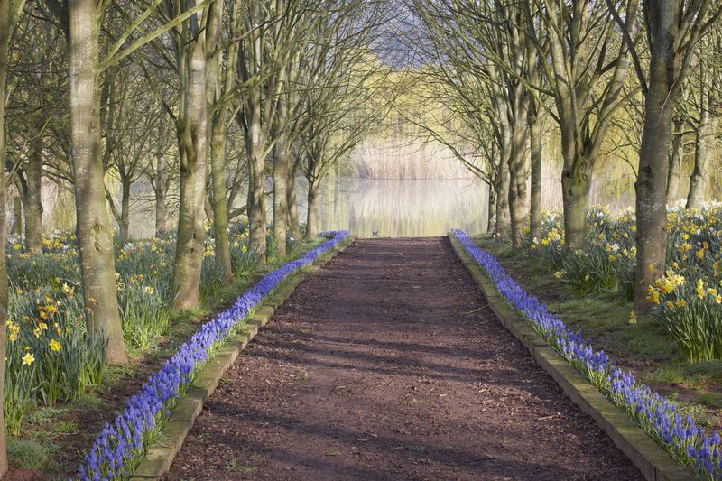 Spring Star Grape Hyacinth