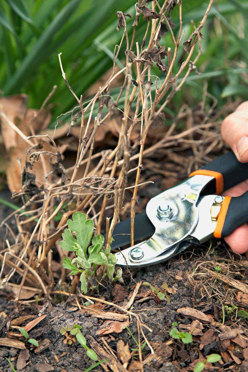 Spring cleanup and summer pinching do different jobs
