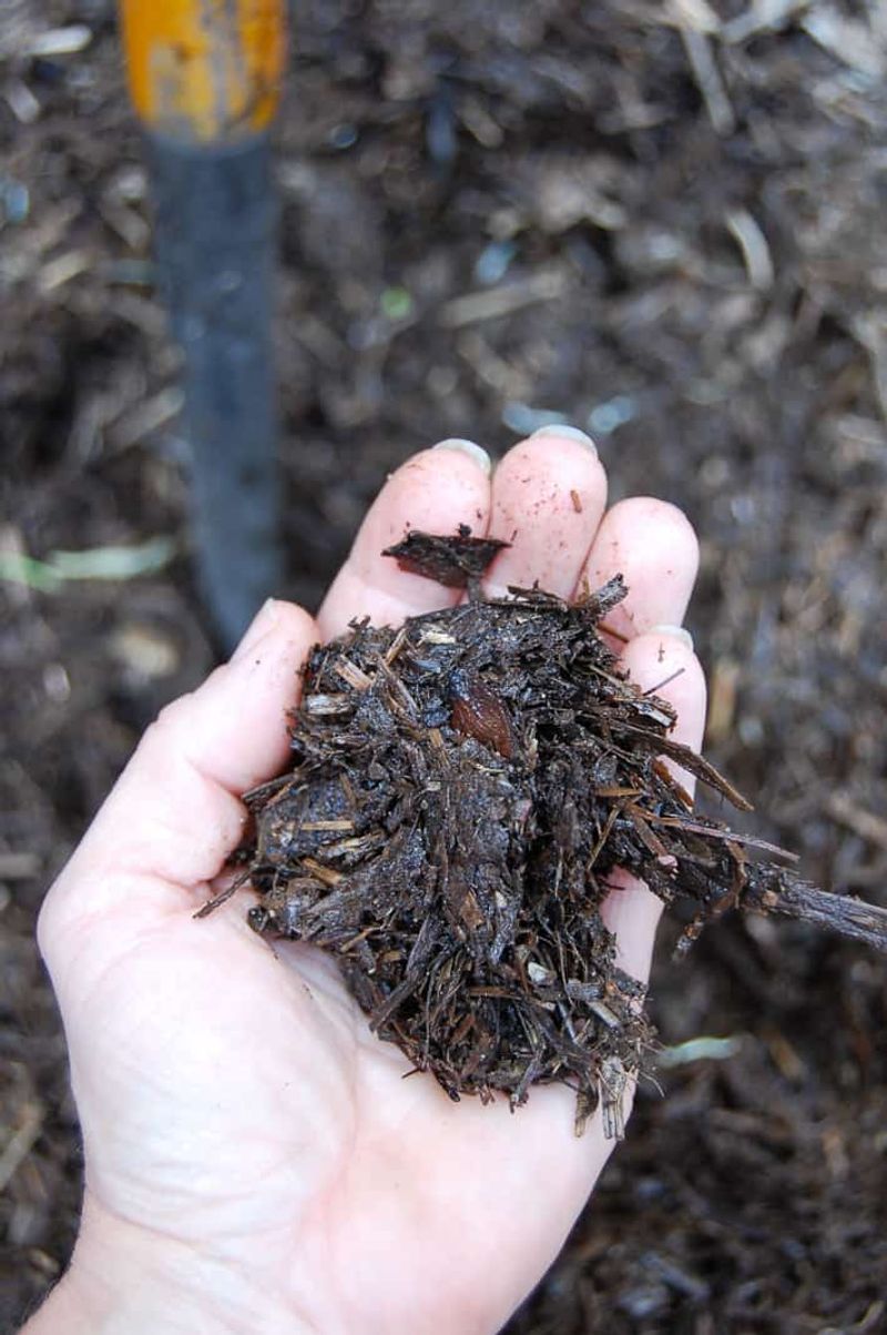 Spring compost is possible, but not guaranteed