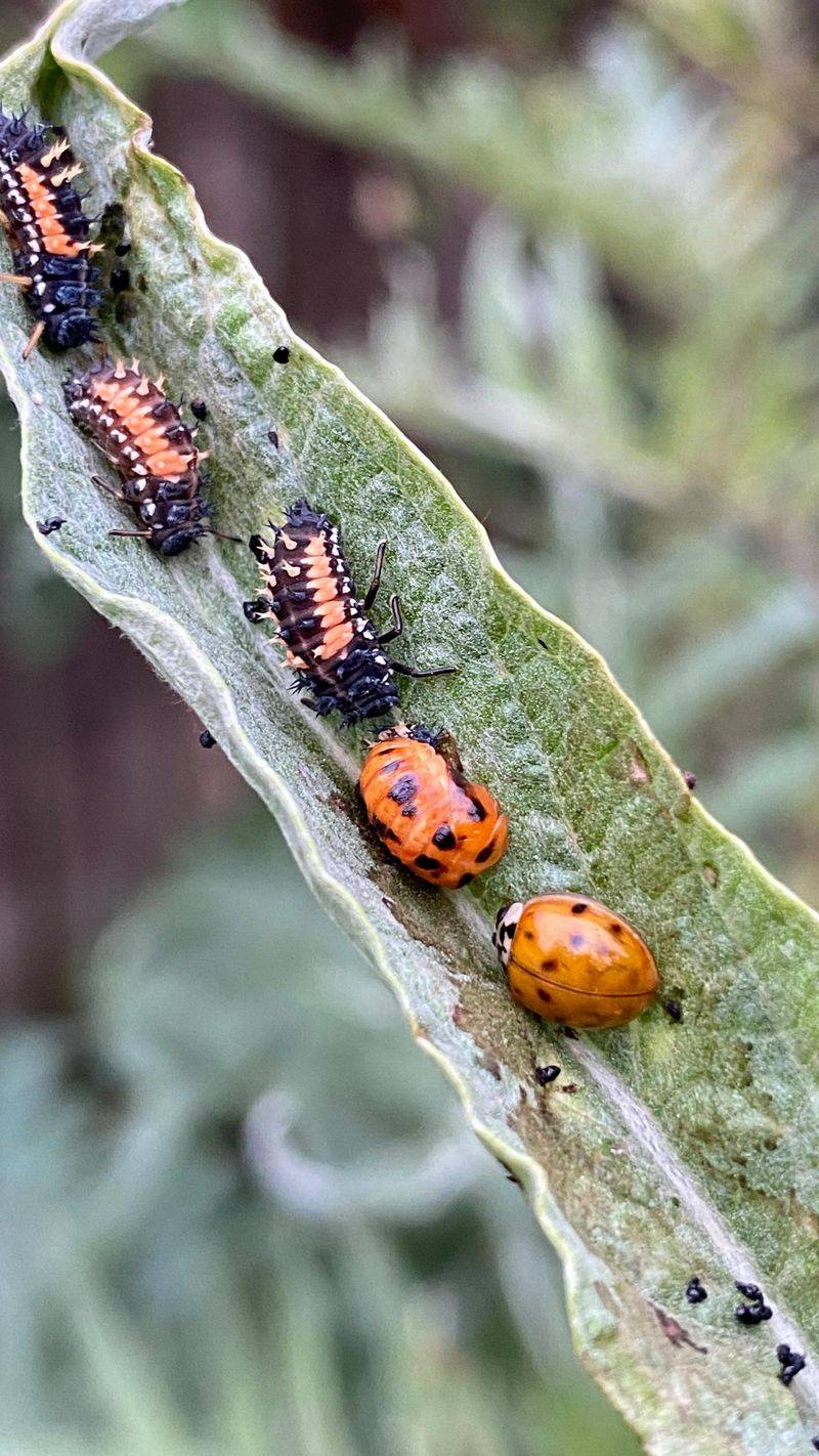 Spring feeding can bring aphid-eating beetles back to lower elevations