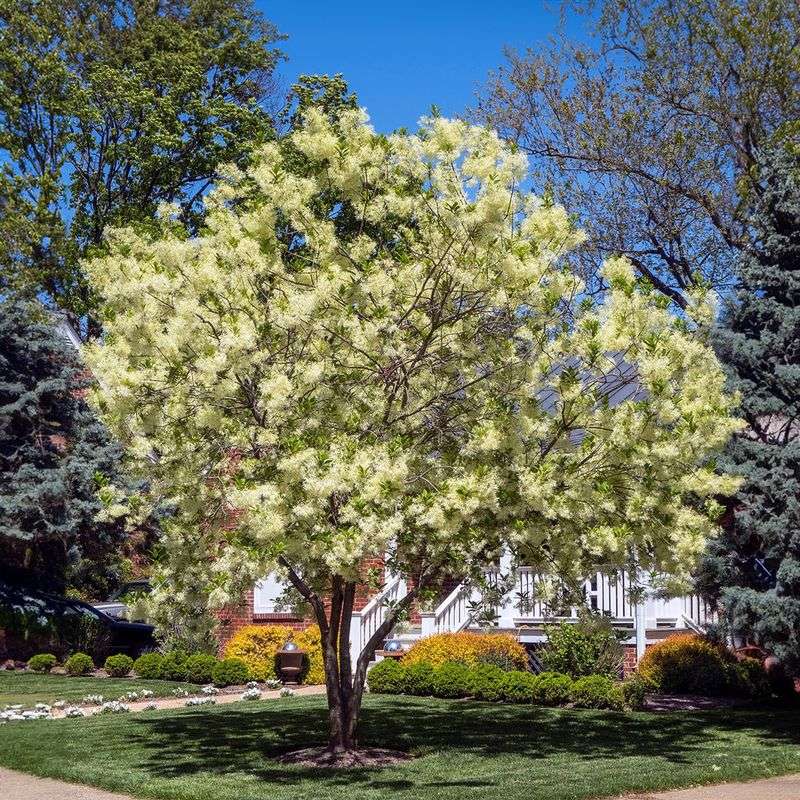 Spring flowers are the main seasonal show