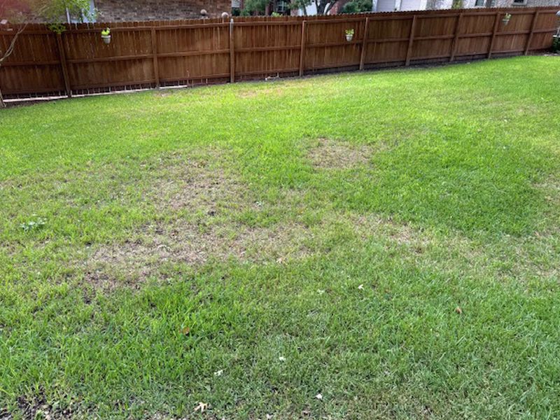 Spring recovery depends on how much turf survives Spring recovery depends on how much turf survives