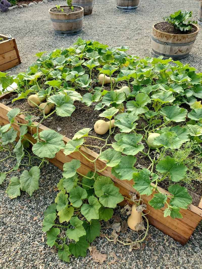 Squash and Pumpkins