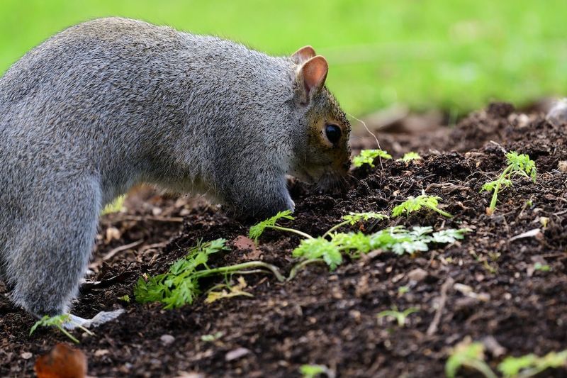 Squirrels Squirrels