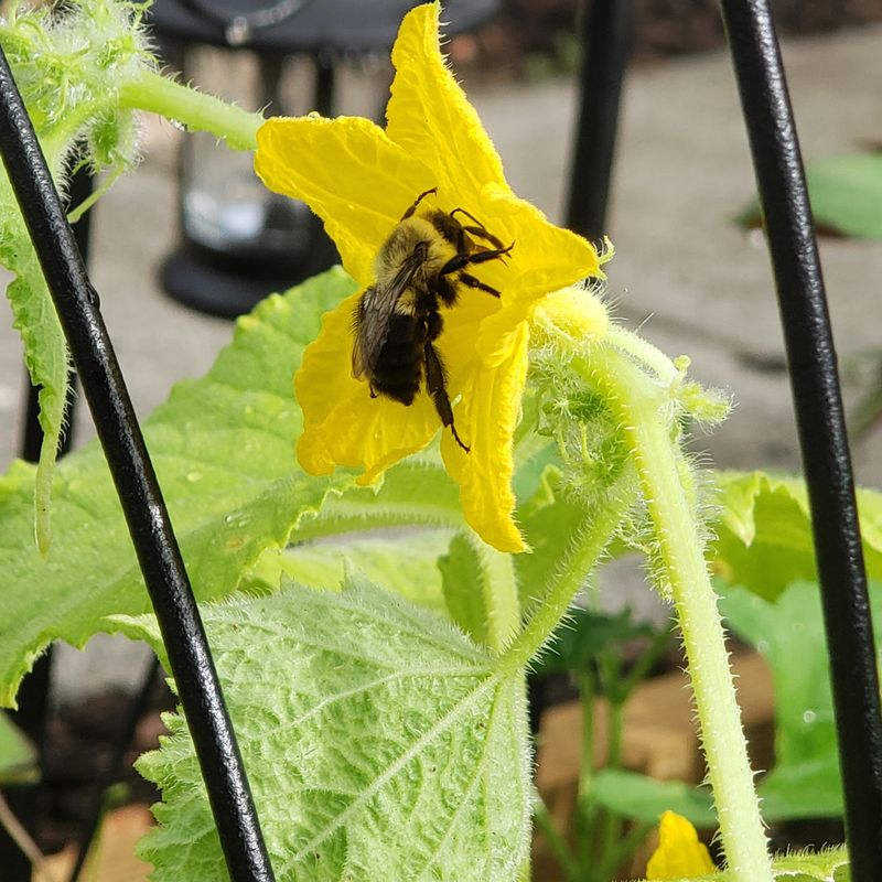 Standard cucumbers need pollen transfer during morning bloom