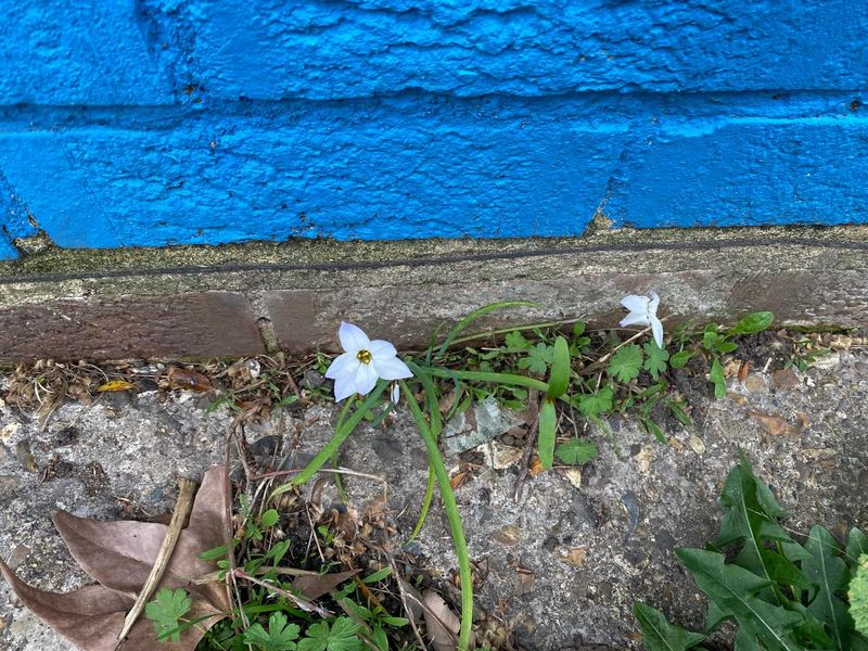 Starflower (Ipheion)