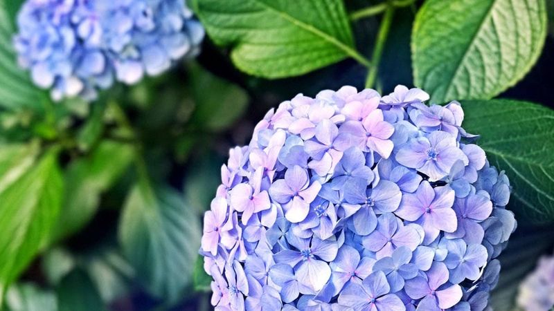 Start by identifying the hydrangea