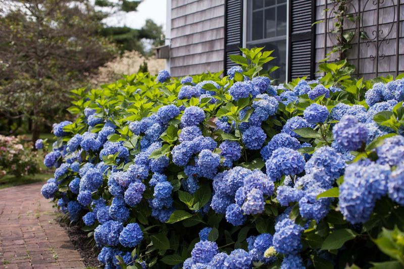 Start by identifying which hydrangea you have