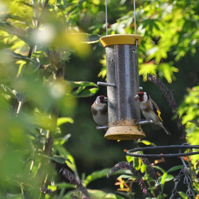 Start with a small feeder and limited seed