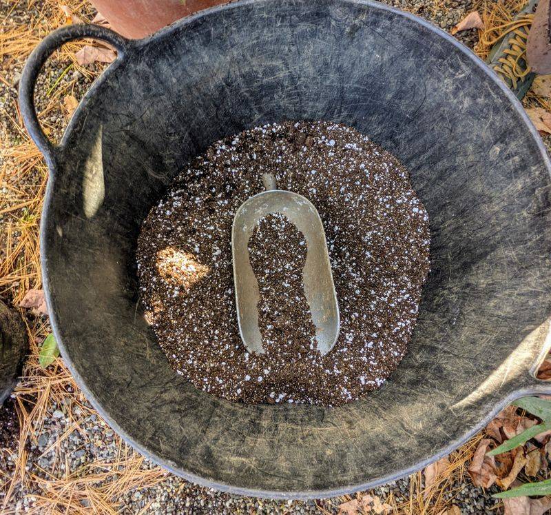 Start with an acidic, fast-draining mix