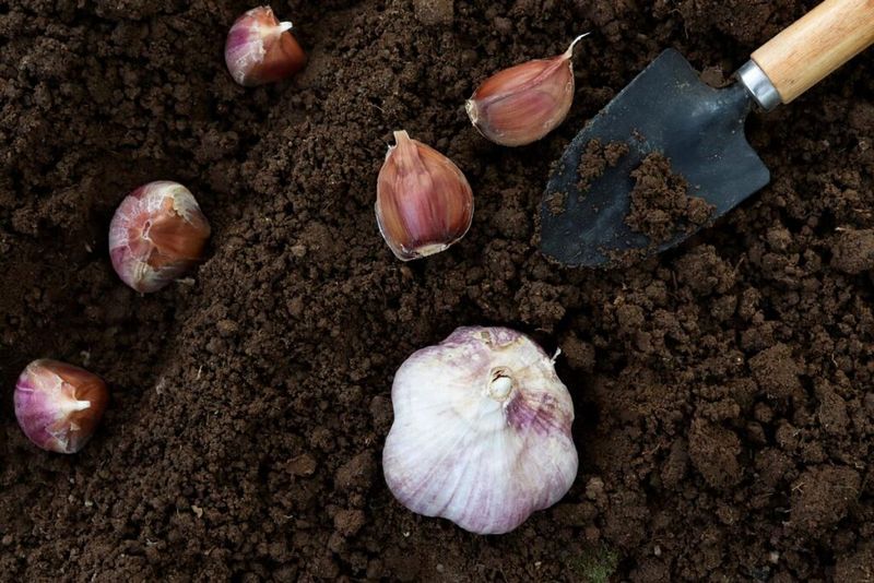 Start with large, healthy cloves Start with large, healthy cloves