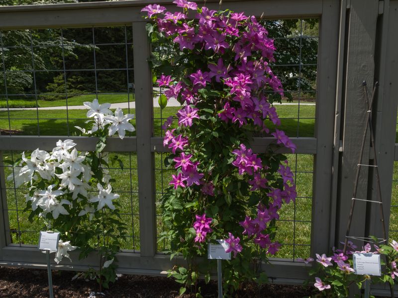 Start with the plant tag or cultivar name