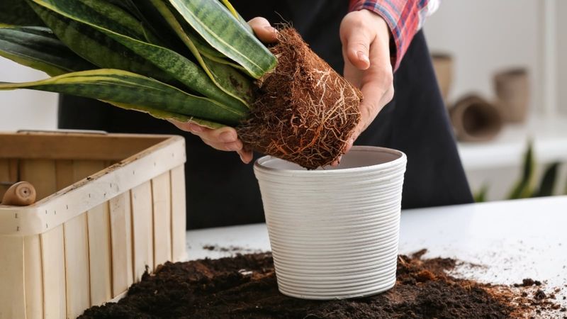 Start with the plants that grew in it