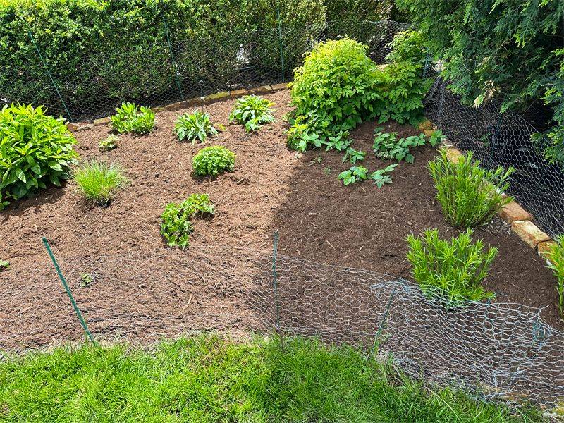 Start with the plants you cannot afford to lose