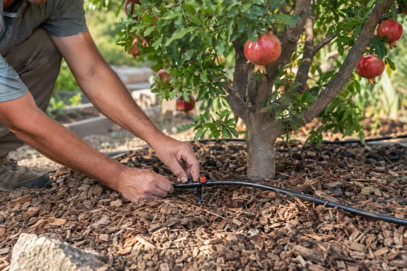 Steady Watering Through Fall