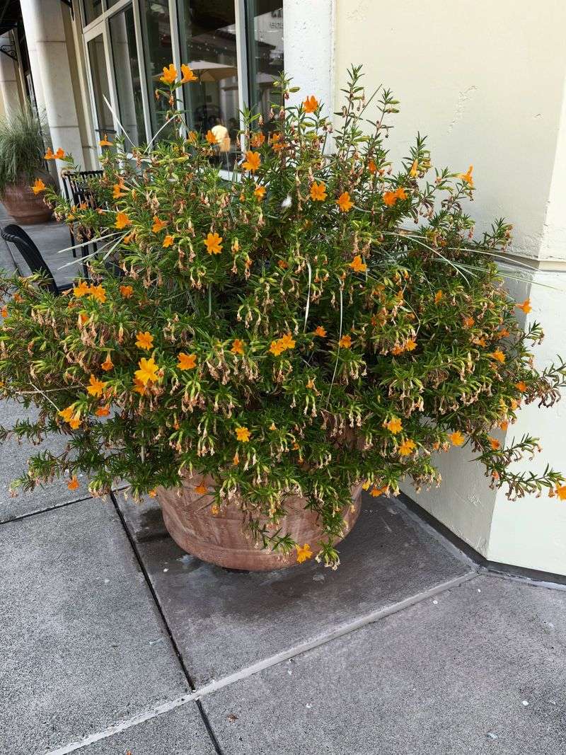Sticky Monkeyflower (Diplacus aurantiacus)