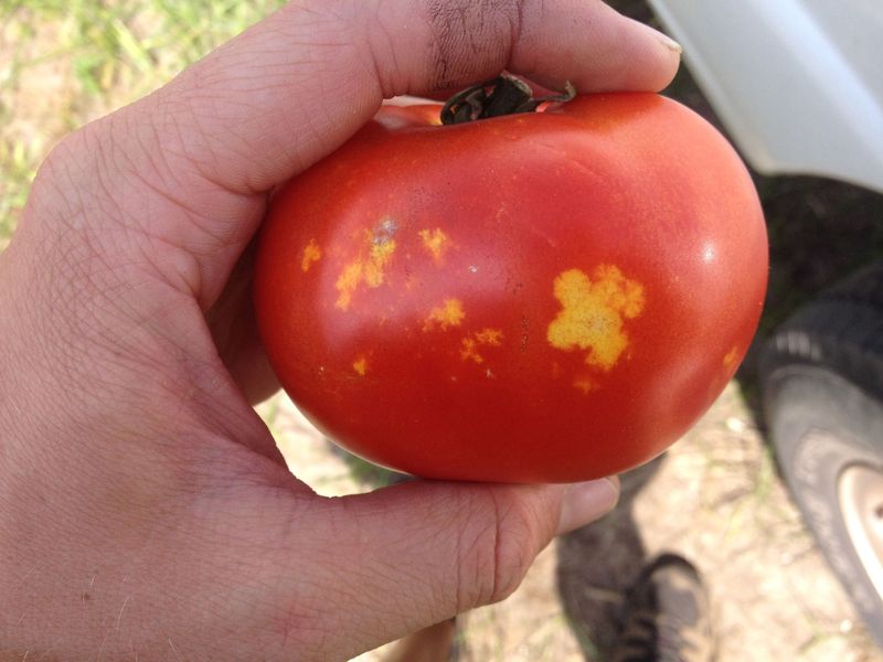 Stink bugs can blemish tomatoes and peppers