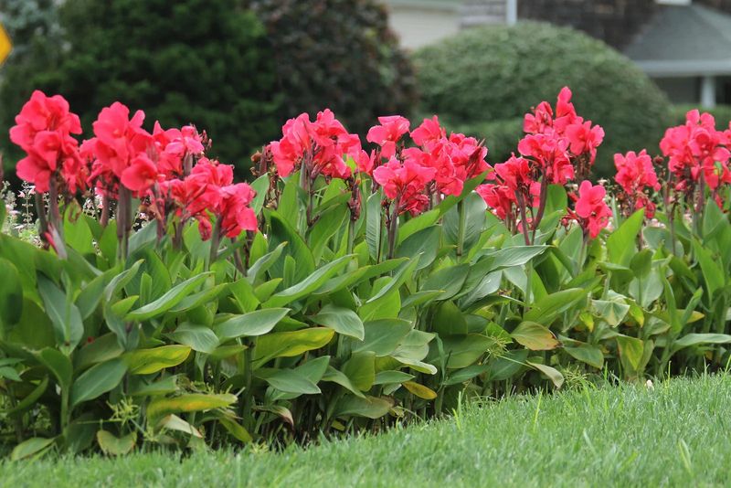 Stop Fertilizing in Early Fall