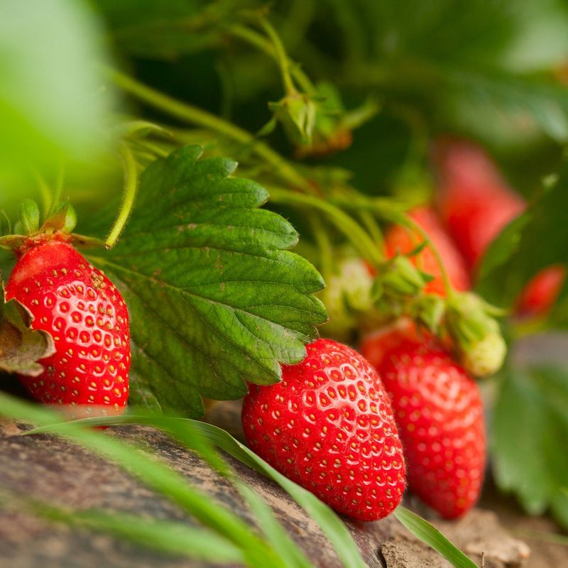 Strawberries