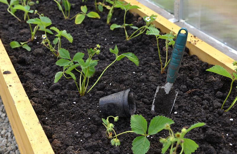 Strawberry Transplants