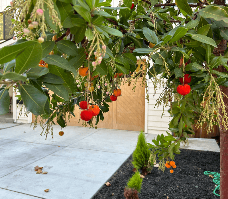 Strawberry Tree