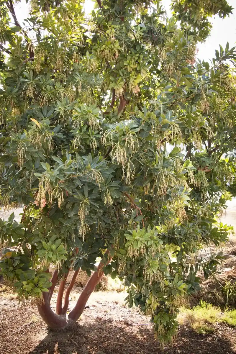 Strawberry Tree