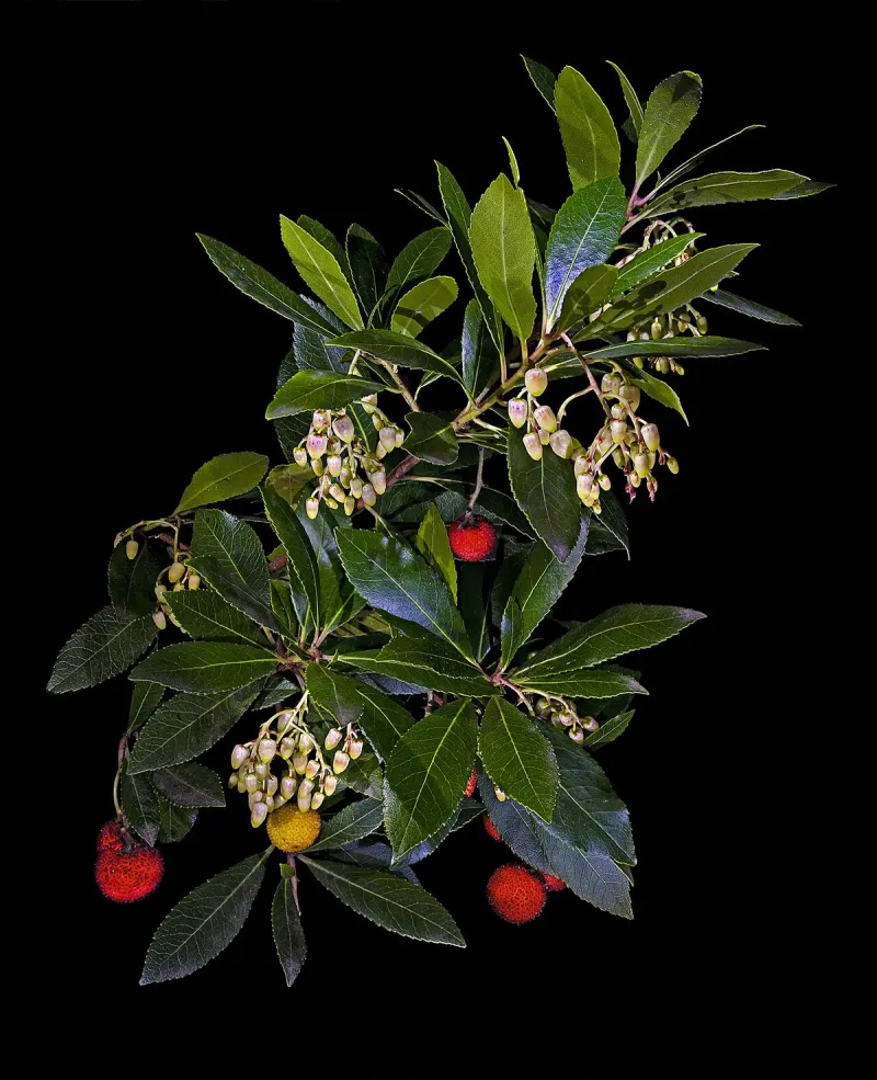 Strawberry tree is not California’s native Pacific madrone