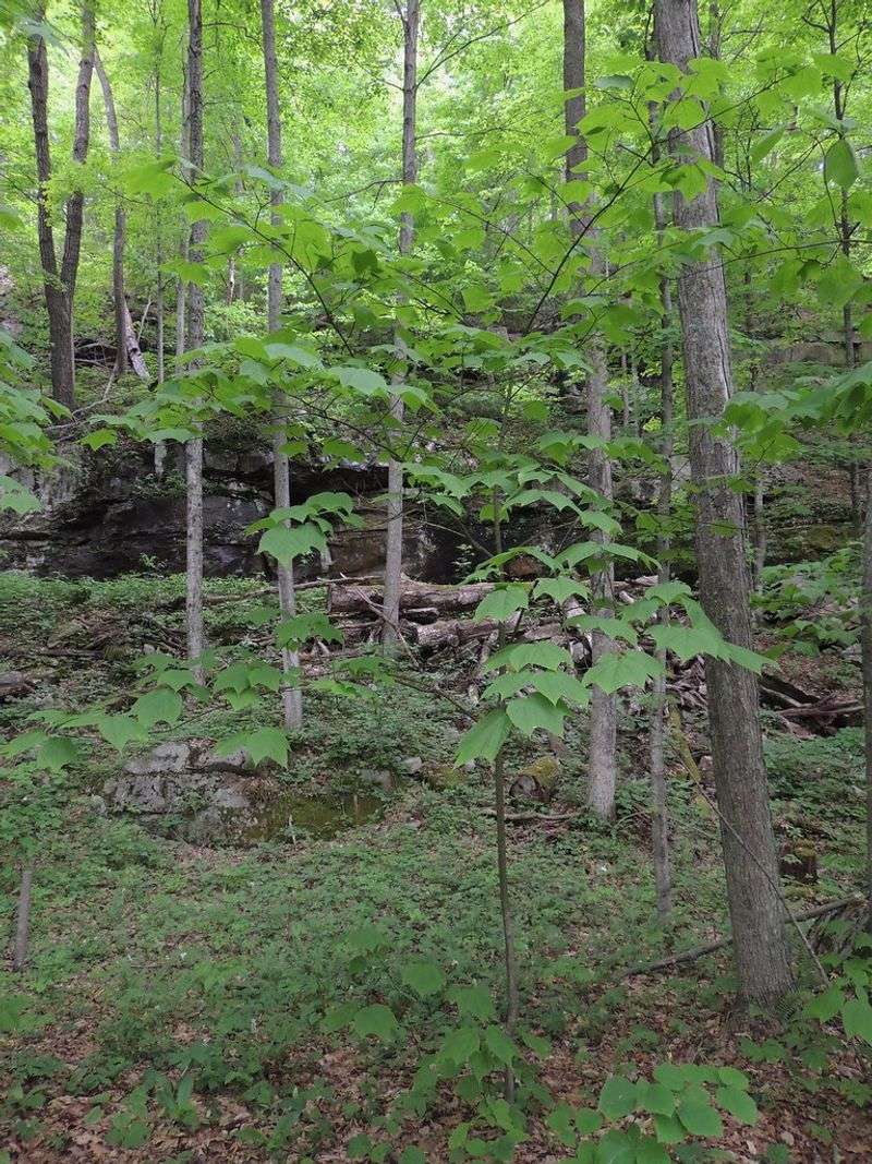 Striped Maple