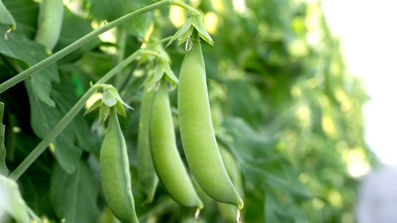 Sugar Snap Peas