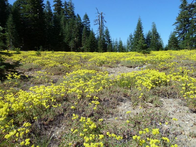 Sulphur Buckwheat (Eriogonum umbellatum)