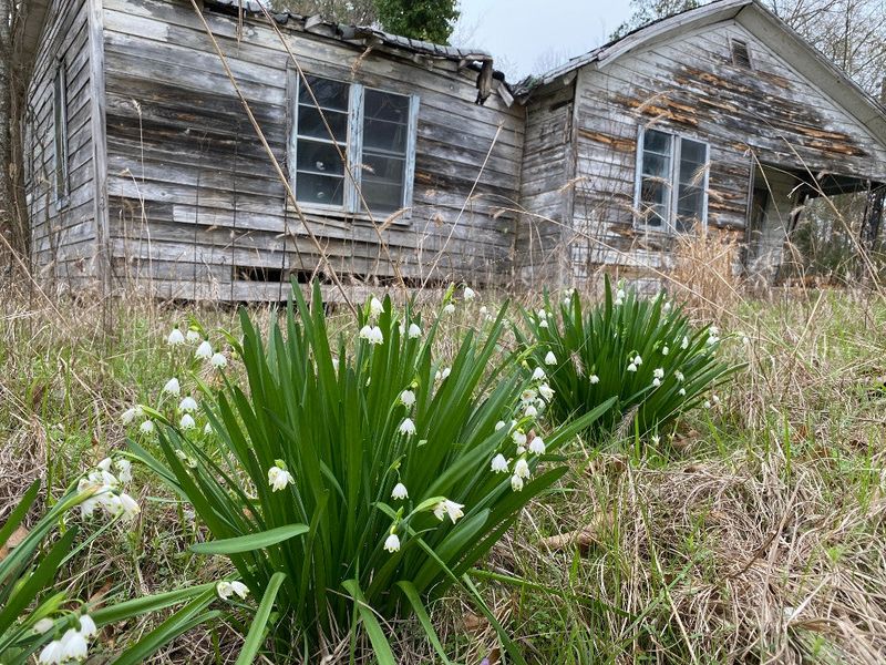 Summer Snowflake